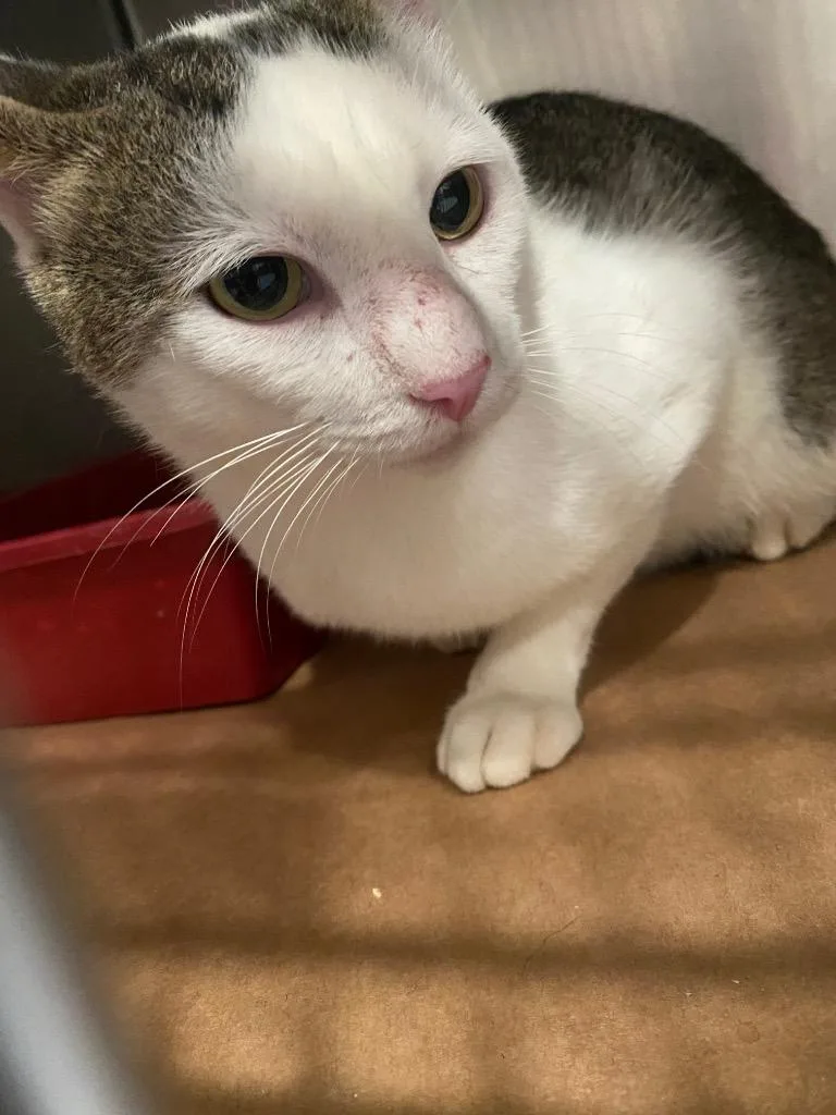 A young large-sized male Domestic Short Hair cat named Spunky for adoption in Cartersville , GA