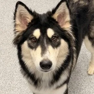 A young medium-sized male Black Husky dog named Kodiak for adoption in Tinley Park, IL
