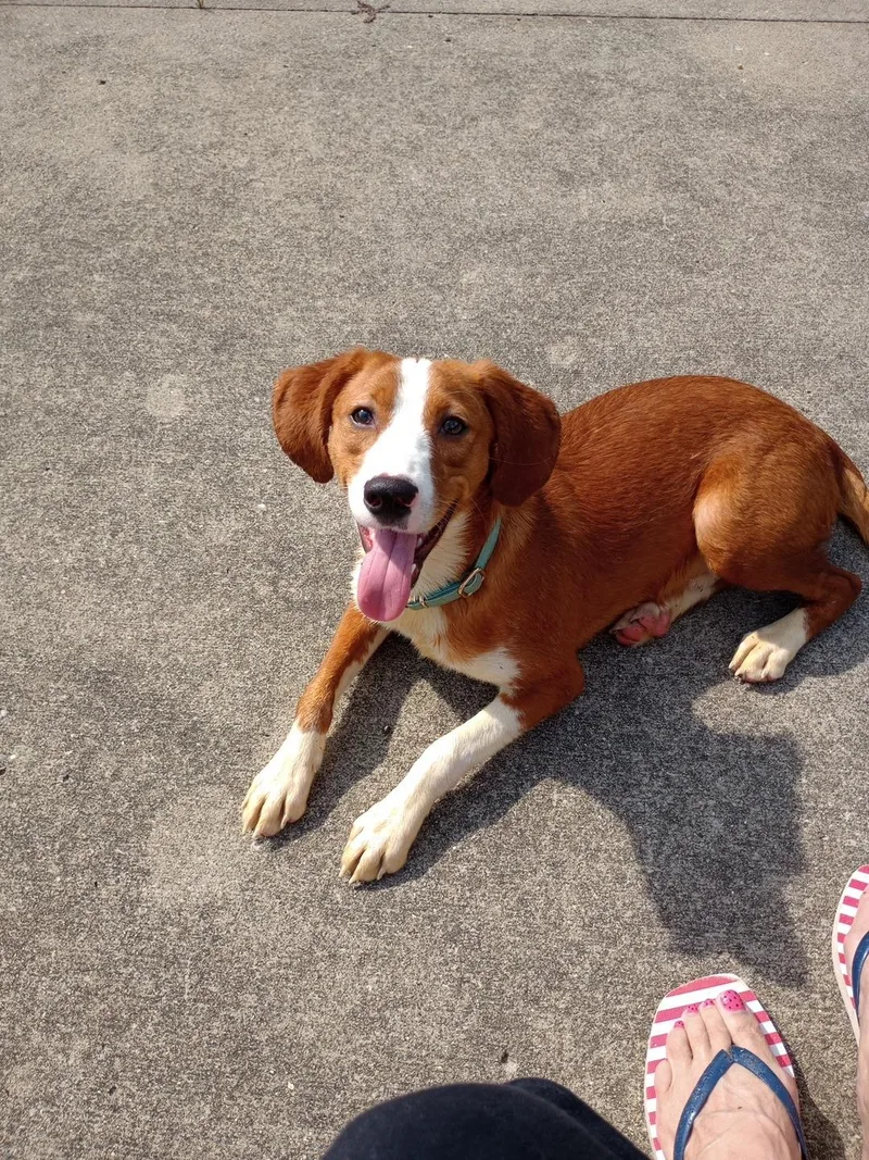 A baby medium-sized male Red / Chestnut / Orange Beagle dog named Red for adoption in Jeffersonville, IN