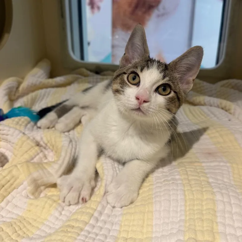 A baby small-sized male White Domestic Short Hair cat named Rocco for adoption in Sarasota, FL