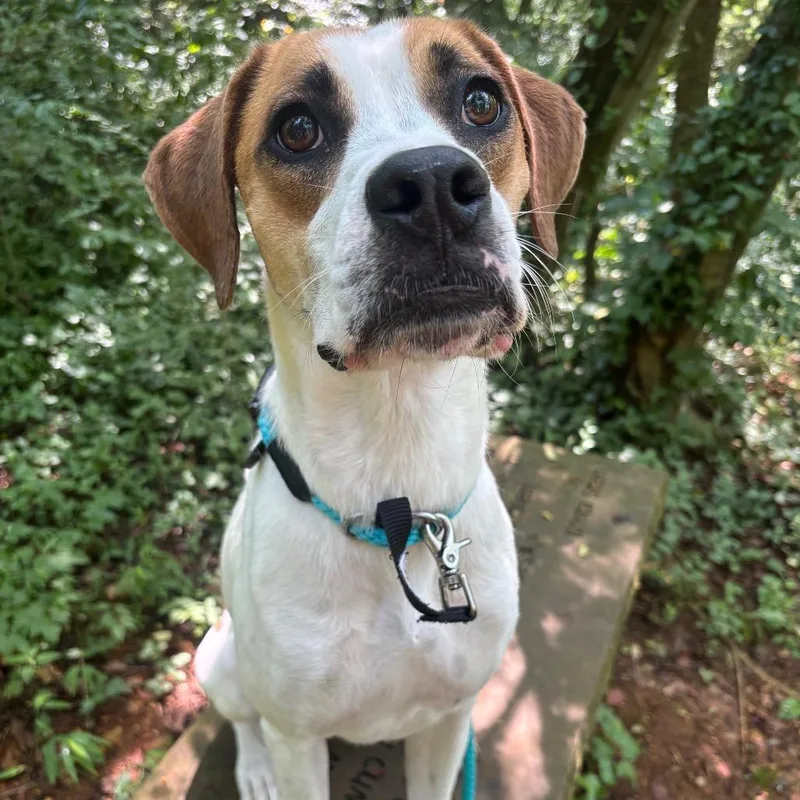 An adult medium-sized male White / Cream Hound dog named Tom Petty for adoption in Chattanooga, TN