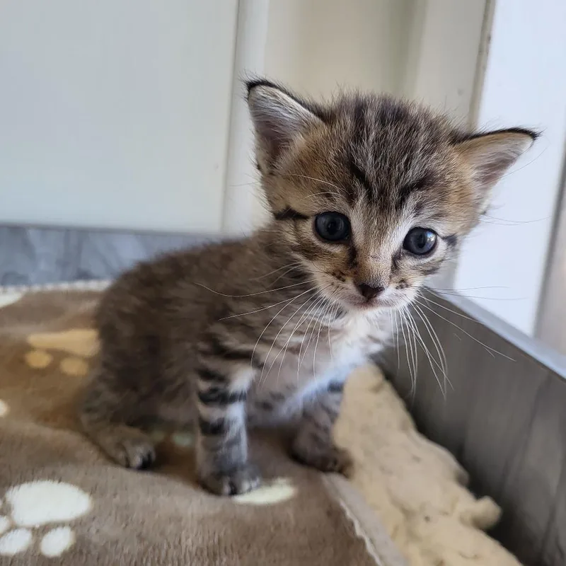 A baby small-sized female Brown / Chocolate Domestic Medium Hair cat named Wibble for adoption in Branford, CT