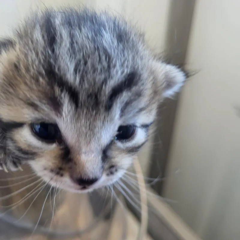 Wibble thumbnail 4
