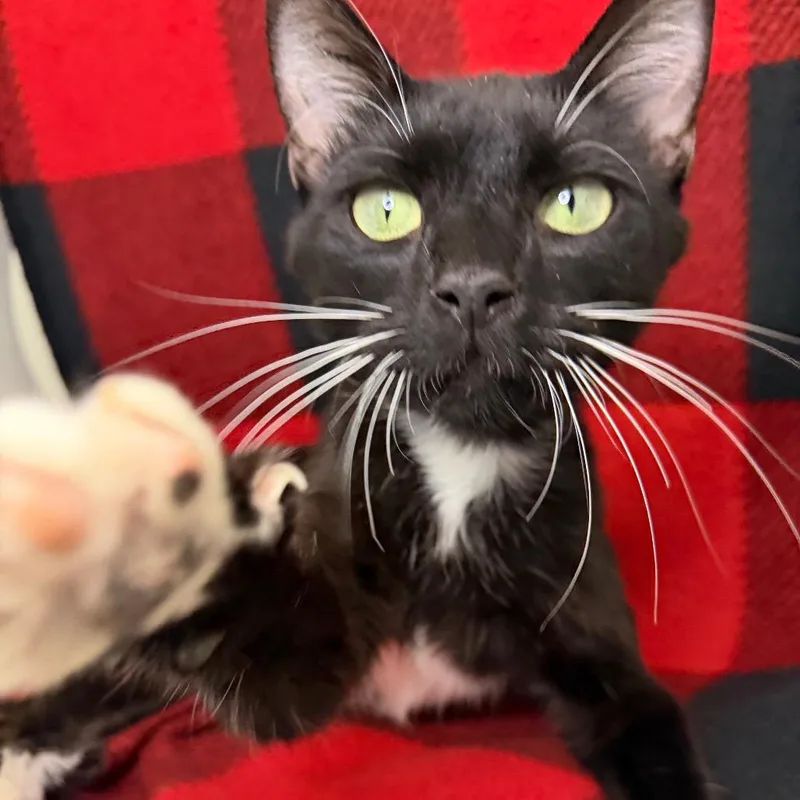 An adult medium-sized female Black Domestic Short Hair cat named Quinta for adoption in Council Bluffs, IA