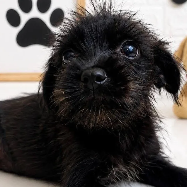 Mopsy thumbnail 2