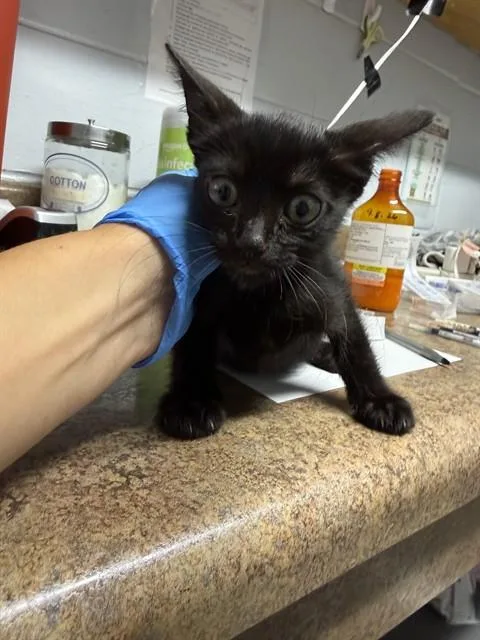 A baby small-sized male Domestic Short Hair cat named Nate for adoption in Tallahassee, FL