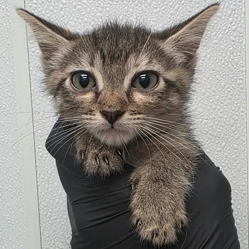 A baby small-sized female Torbie Domestic Short Hair cat named Wendy for adoption in Abilene, TX