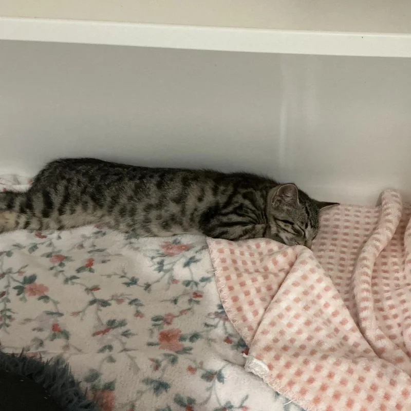 A baby small-sized male Brown / Chocolate Domestic Short Hair cat named Burton for adoption in Elizabeth City, NC