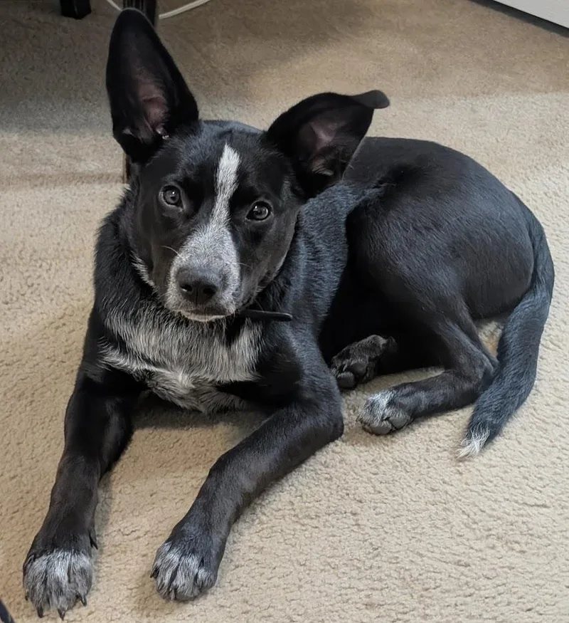 A baby medium-sized female Black Australian Kelpie dog named Darcie for adoption in Piney Flats, TN