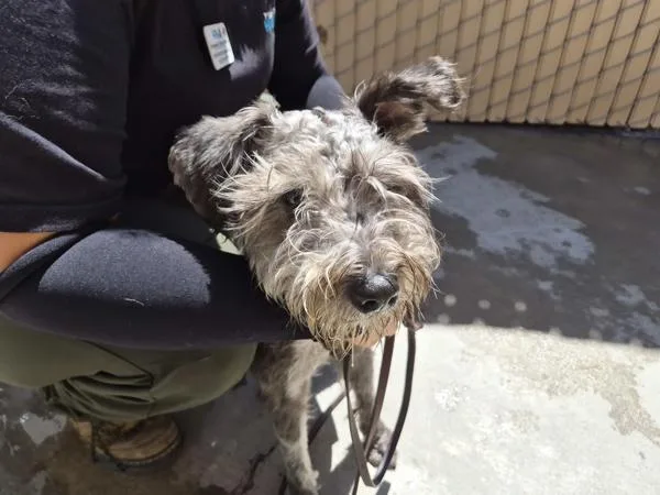 A young small-sized male Terrier dog named Ben Wylie for adoption in Oceanside, CA