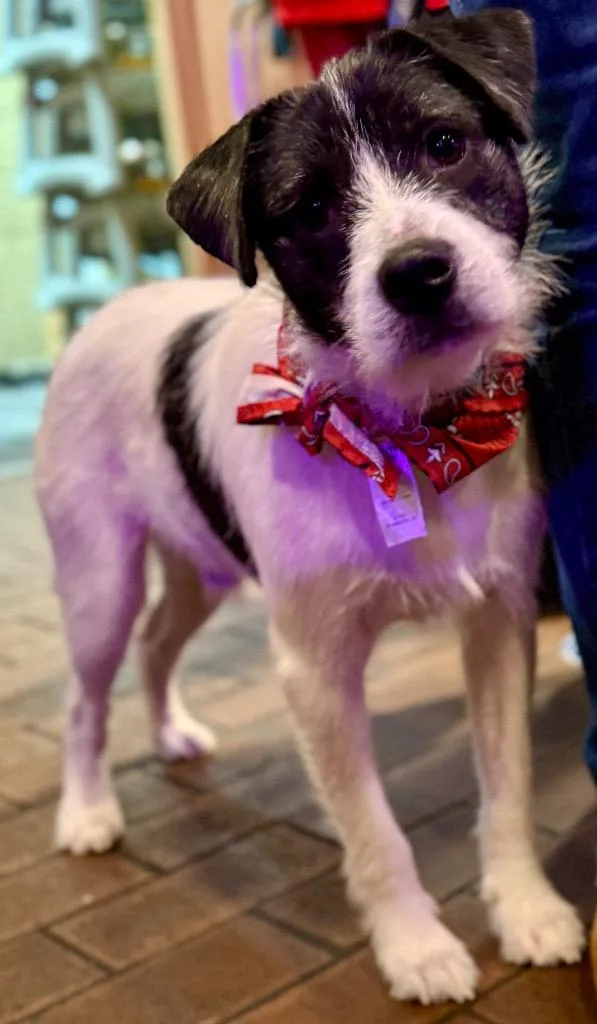 A young medium-sized male Terrier dog named Cosmo for adoption in West Bloomfield, MI