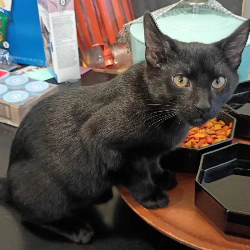 A baby small-sized male Black Domestic Short Hair cat named Lucifurr for adoption in Springfield, OH