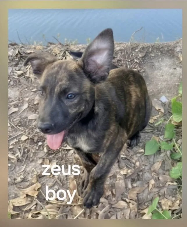 A baby medium-sized male German Shepherd Dog dog named Zeus for adoption in Manchester, CT