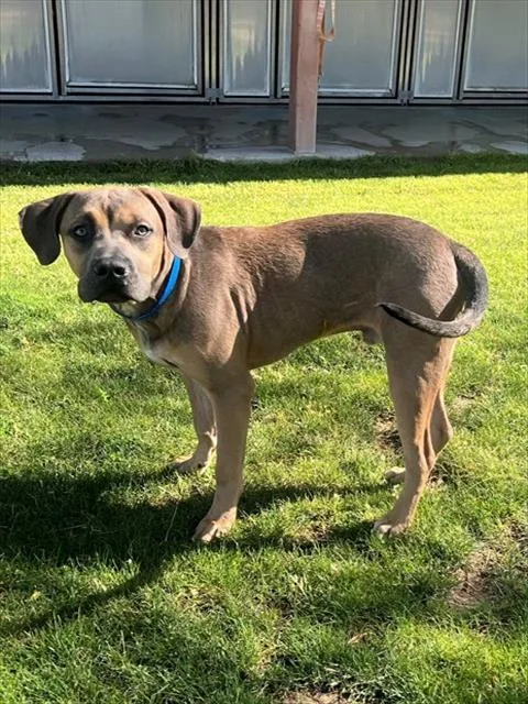 A young medium-sized male Pit Bull Terrier dog named Anonymous for adoption in Thousand Palms, CA