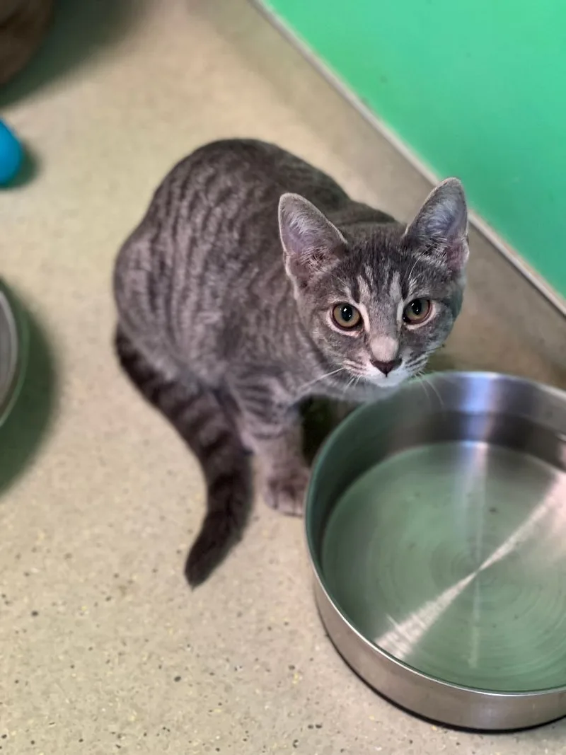 A young medium-sized female Gray / Blue / Silver Domestic Short Hair cat named Angelina for adoption in Cincinnati, OH