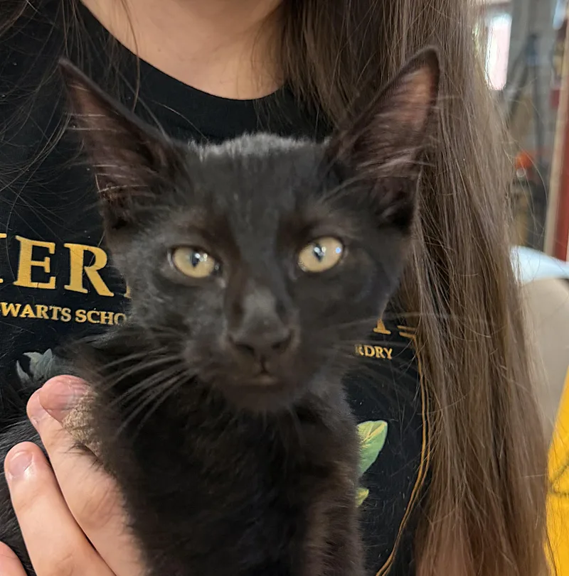 A baby medium-sized male Domestic Short Hair cat named Slytherin for adoption in Slidell, LA