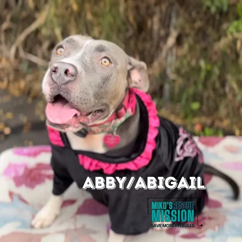Abby thumbnail 2
