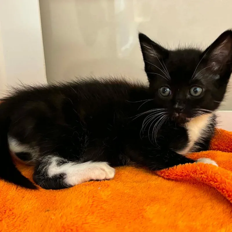 A baby small-sized male Domestic Short Hair cat named Sawyer for adoption in Cumming, GA