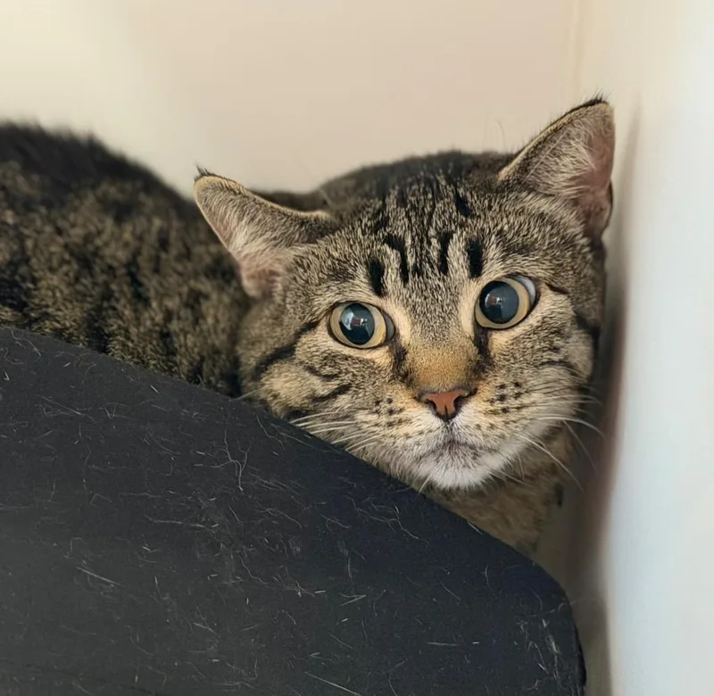 An adult medium-sized female Domestic Short Hair cat named Eden for adoption in Columbia, IL
