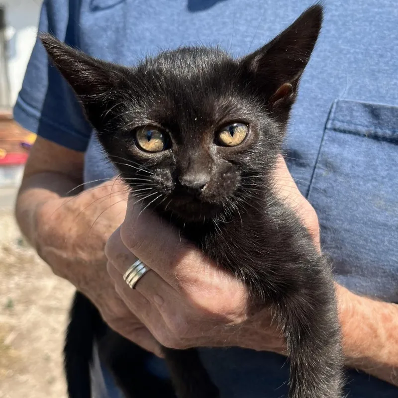 A baby small-sized female Domestic Short Hair cat named Dot for adoption in Lakewood, CO