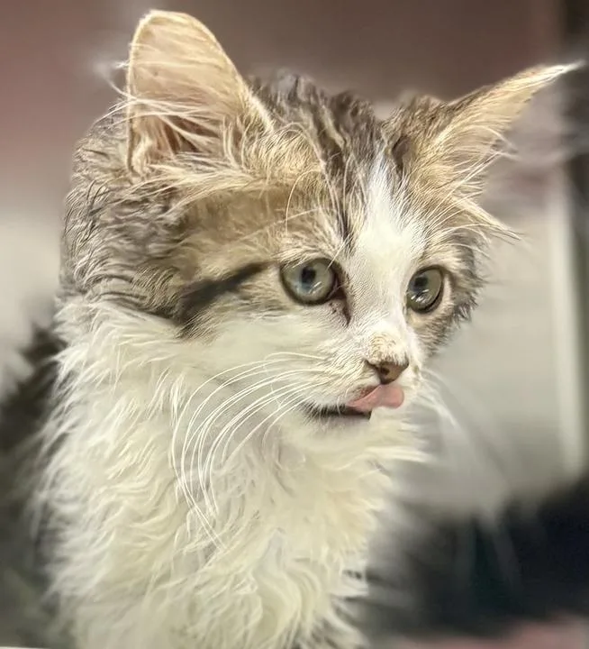 A young medium-sized male Tabby (Buff / Tan / Fawn) Domestic Long Hair cat named Smoosh for adoption in Jackson, MI