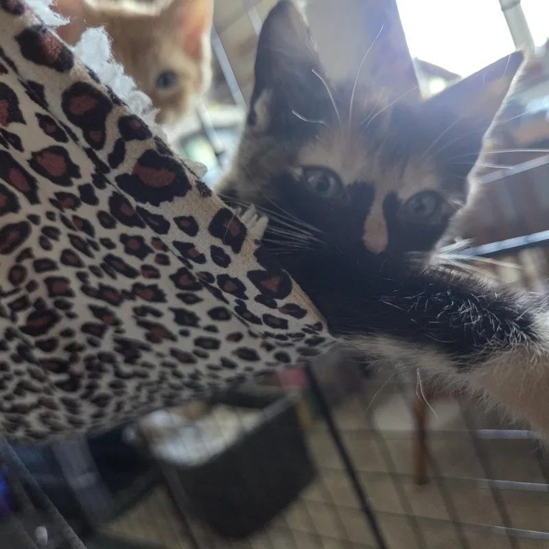 A baby medium-sized female Orange & White Domestic Short Hair cat named Tiramisu for adoption in Hillsboro, OR
