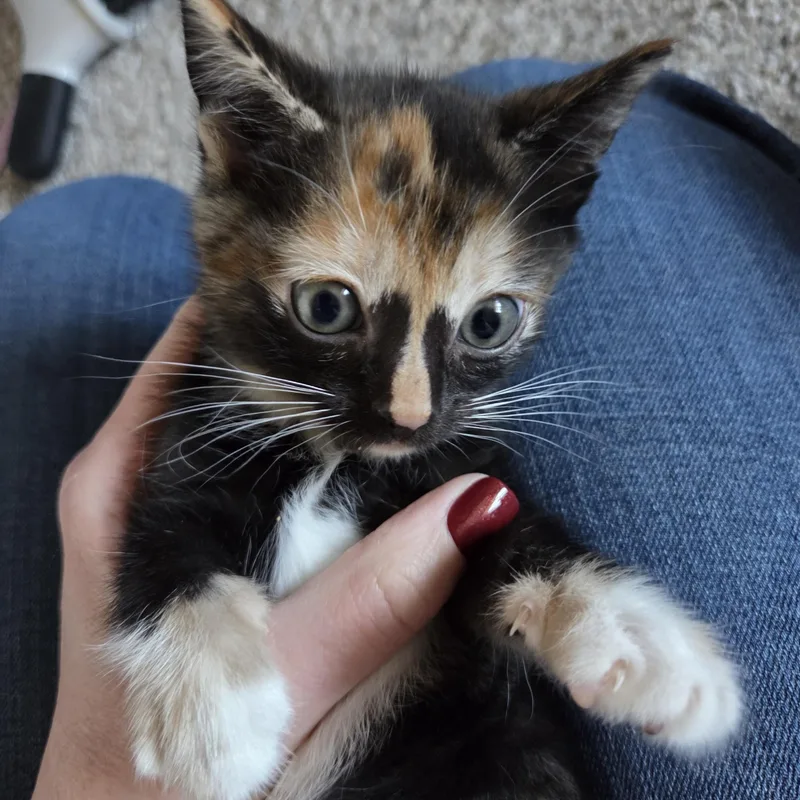 Tiramisu thumbnail 2