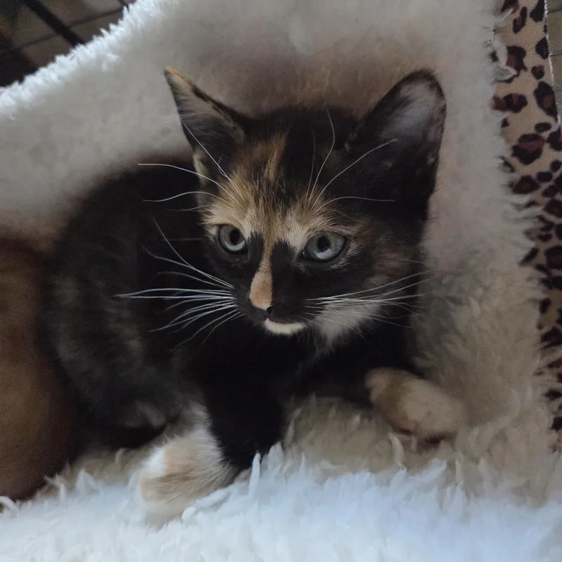 Tiramisu thumbnail 3