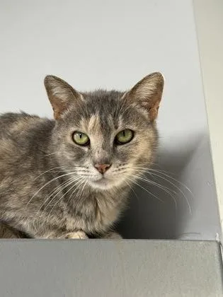 An adult small-sized female Domestic Short Hair cat named Fatima for adoption in West Chester, PA