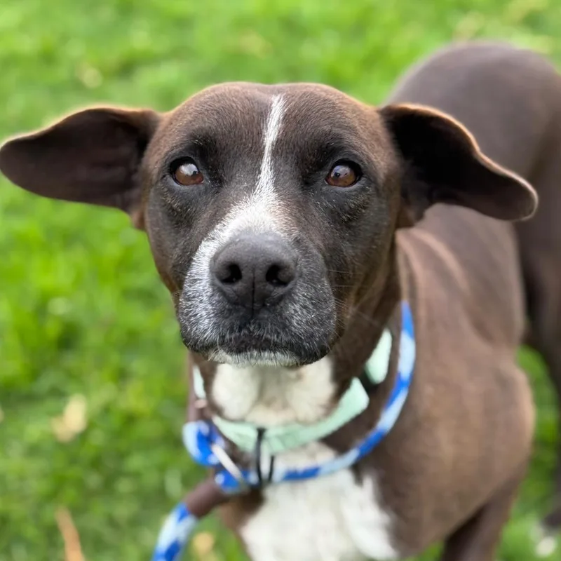 A senior medium-sized male Brown / Chocolate Mixed Breed dog named Brownie for adoption in Santa Barbara, CA