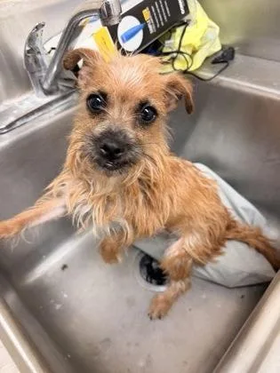 An adult small-sized male Apricot / Beige Border Terrier dog named OakLee for adoption in Harlingen, TX