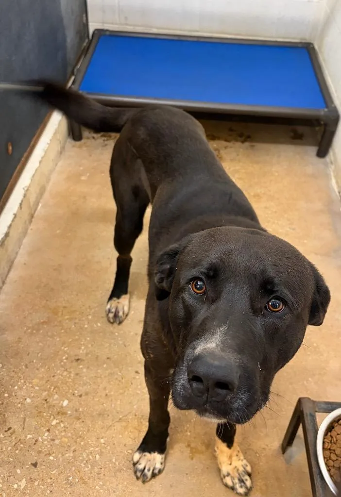 An adult large-sized male Labrador Retriever dog named Damien for adoption in Lockhart, TX