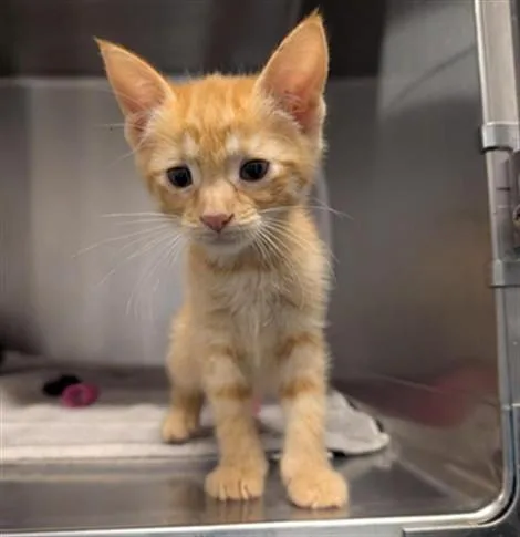 A baby small-sized female Domestic Short Hair cat named Ginger for adoption in Sacramento, CA