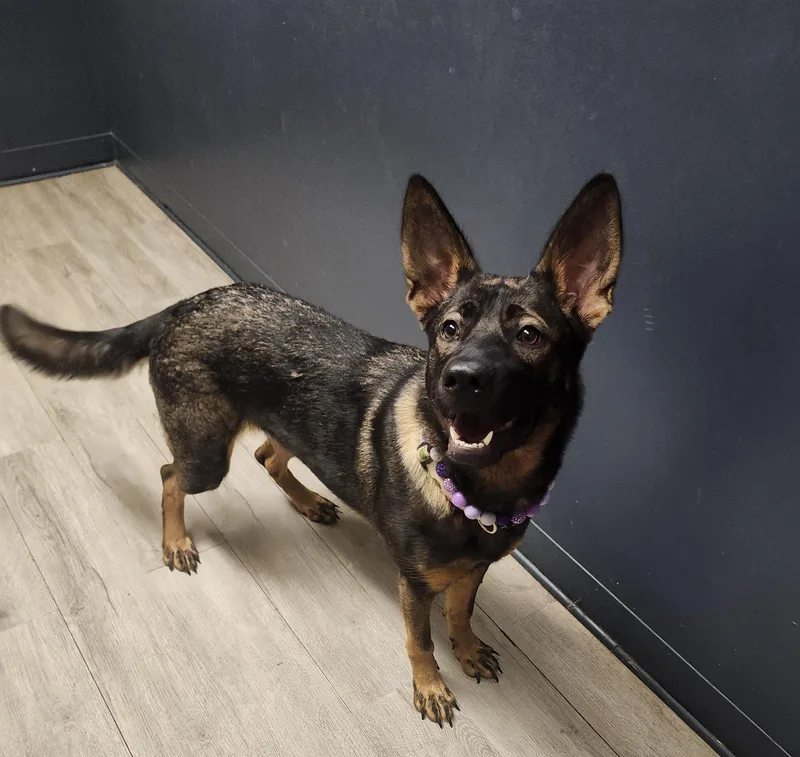 A young medium-sized female German Shepherd Dog dog named Andarna for adoption in Mansfield, OH