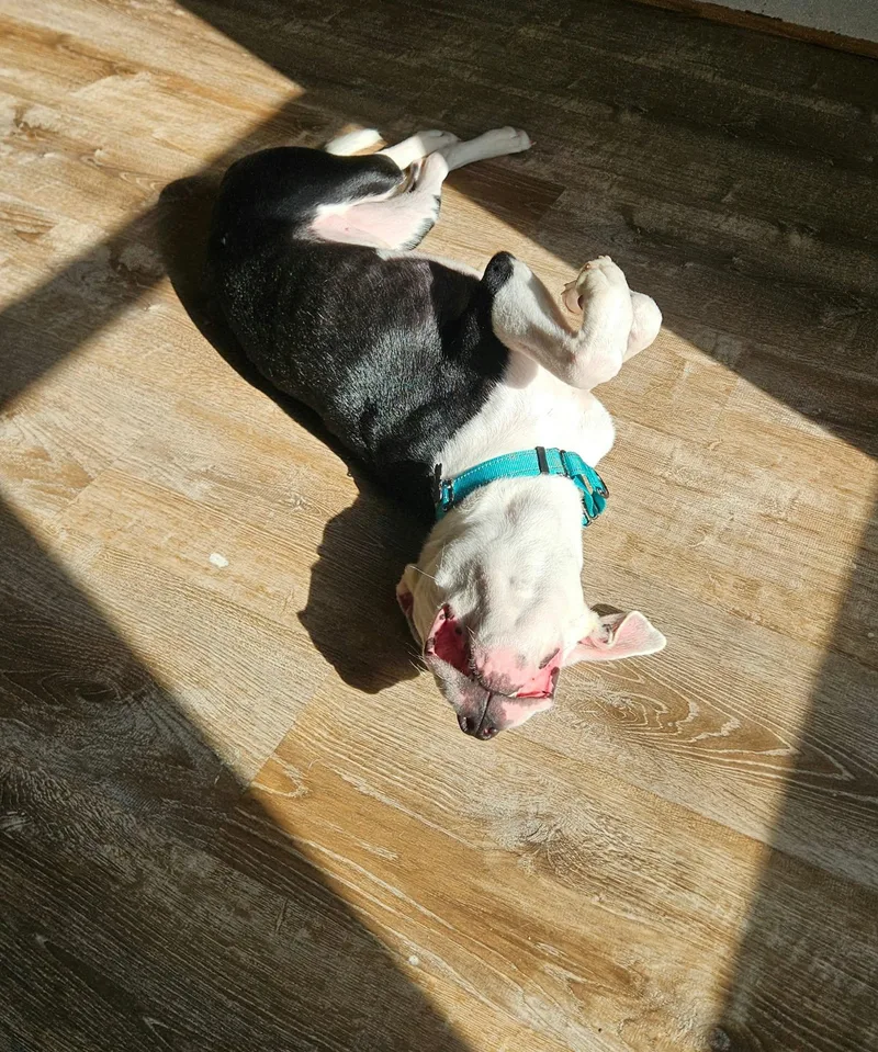 An adult medium-sized male Pit Bull Terrier dog named Carson for adoption in China Township, MI