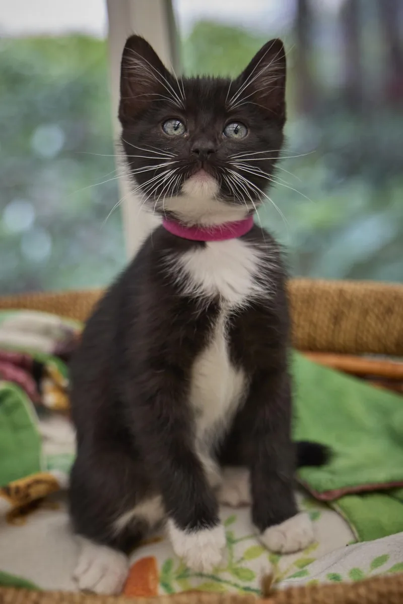 A baby medium-sized female Domestic Short Hair cat named Nova for adoption in Santa Barbara, CA