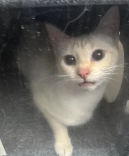 An adult medium-sized female Domestic Short Hair cat named Snow for adoption in Dallas, TX