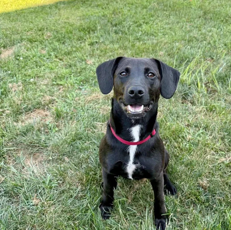 A young small-sized male Labrador Retriever dog named Goose for adoption in Lewisville, IN