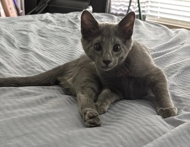 A baby medium-sized male Domestic Short Hair cat named Oliver for adoption in Keller, TX