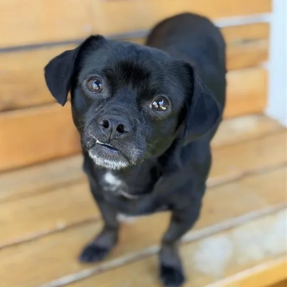 A young small-sized male Black Chihuahua dog named Benji for adoption in Long Beach, CA