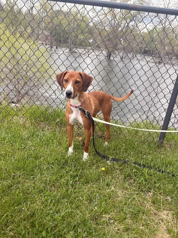 An adult medium-sized female Hound dog named Patty for adoption in Warren, PA