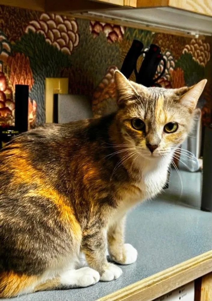 An adult small-sized female Domestic Short Hair cat named Brooklyn for adoption in WARNER ROBINS, GA