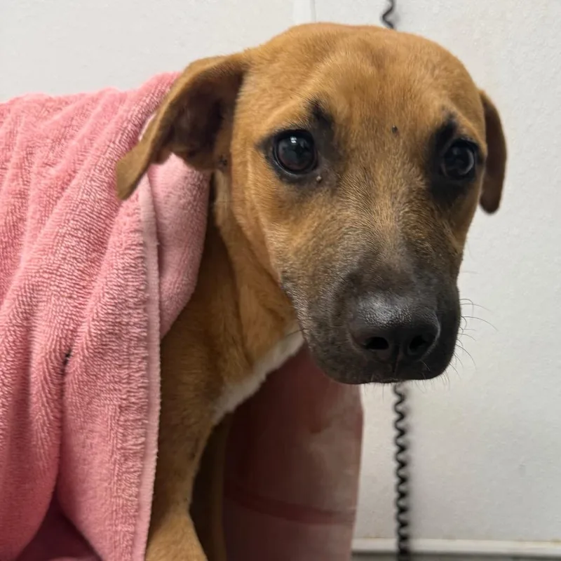 A young small-sized female Brown / Chocolate Pit Bull Terrier dog named Alexia for adoption in Abilene, TX