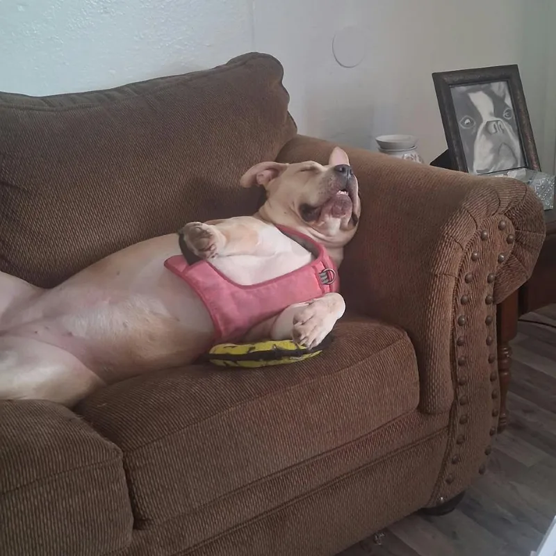 A young extra large-sized female American Staffordshire Terrier dog named Nyla Lynn for adoption in Zuni, VA