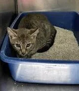 A baby small-sized male Domestic Short Hair cat named Shamrock for adoption in Fishers, IN