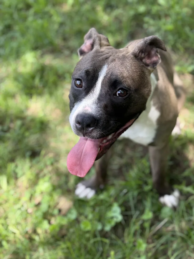 Marcella thumbnail 2