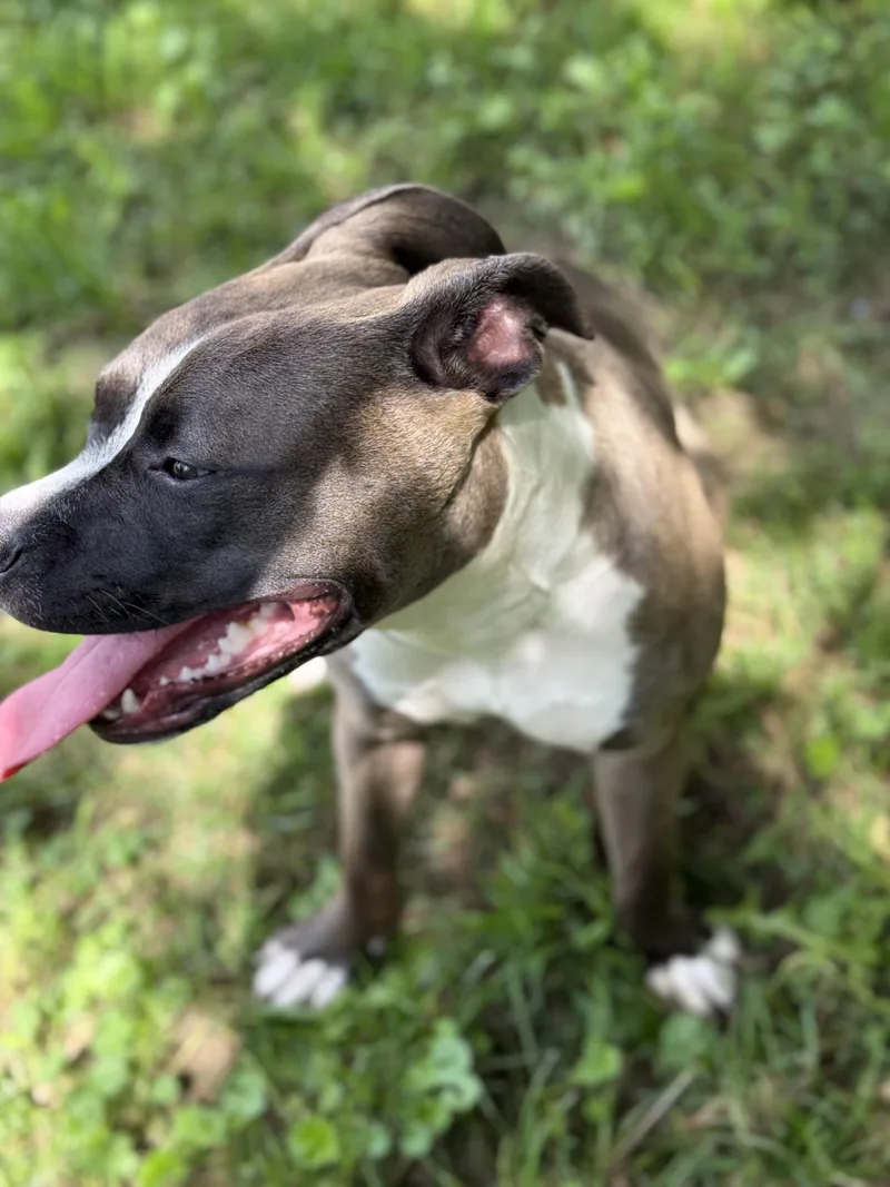 Marcella thumbnail 3