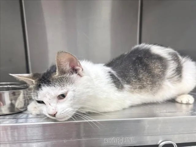 An adult medium-sized female Domestic Short Hair cat named Rory for adoption in Chapel Hill, NC
