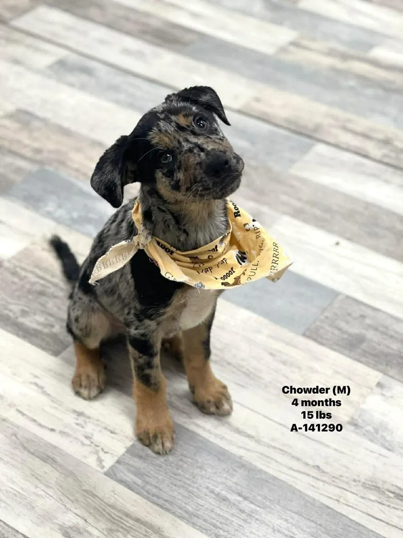 Chowder  Local April