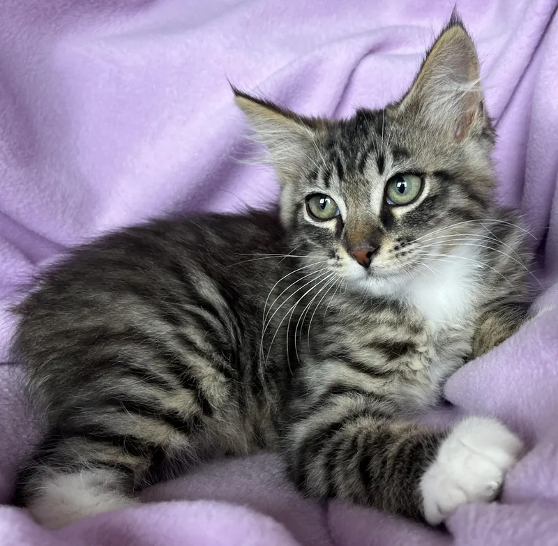 A baby medium-sized male Maine Coon cat named Lenny for adoption in Lyle, WA
